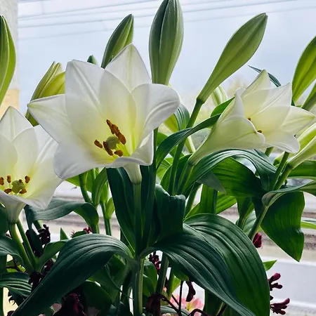 Bed & Breakfast Maison Noire Westende-bad Incl Parking&ontbijt Middelkerke