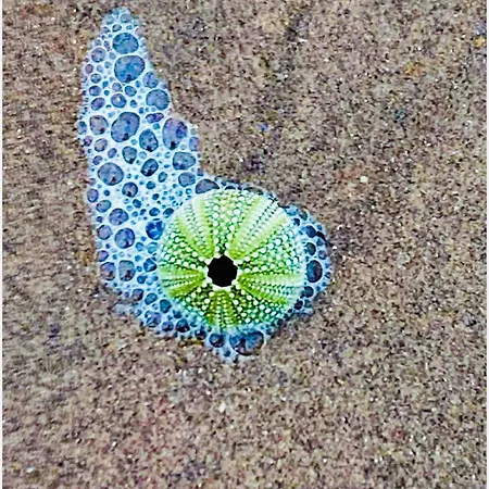 Bed & Breakfast Maison Noire Westende-bad Incl Parking&ontbijt Middelkerke