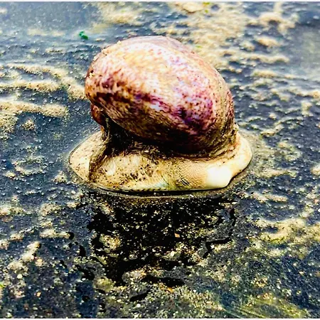 Maison Noire Westende-bad Incl Parking&ontbijt