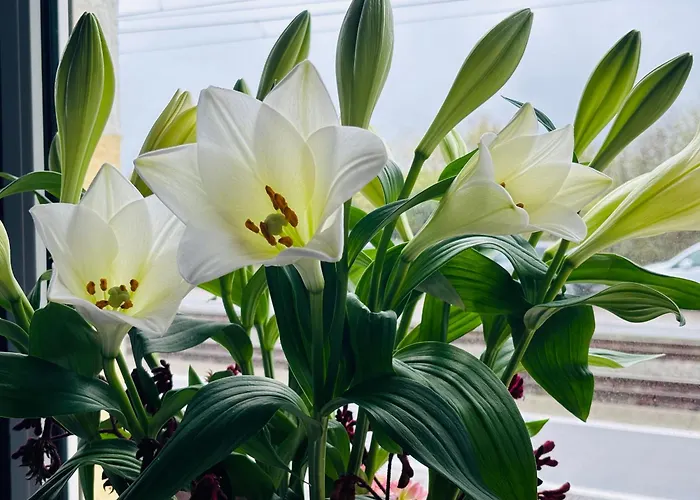 Bed & Breakfast Maison Noire Westende-bad Incl Parking & Ontbijt Middelkerke