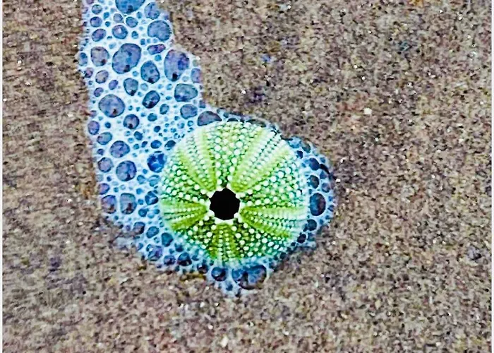 住宿加早餐酒店 Maison Noire Westende-bad Incl Parking & Ontbijt 米德尔克尔克