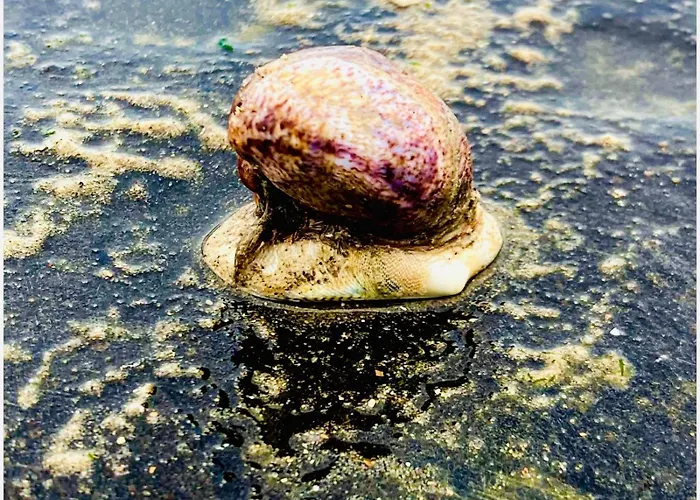 Maison Noire Westende-bad Incl Parking & Ontbijt