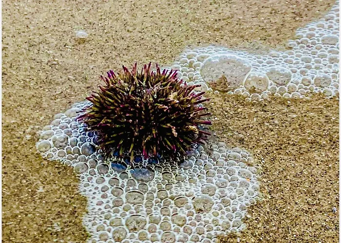 Maison Noire Westende-bad Incl Parking & Ontbijt Middelkerke